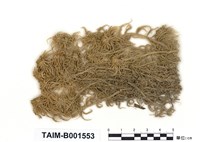 藏品(喙葉泥炭苔)的圖片